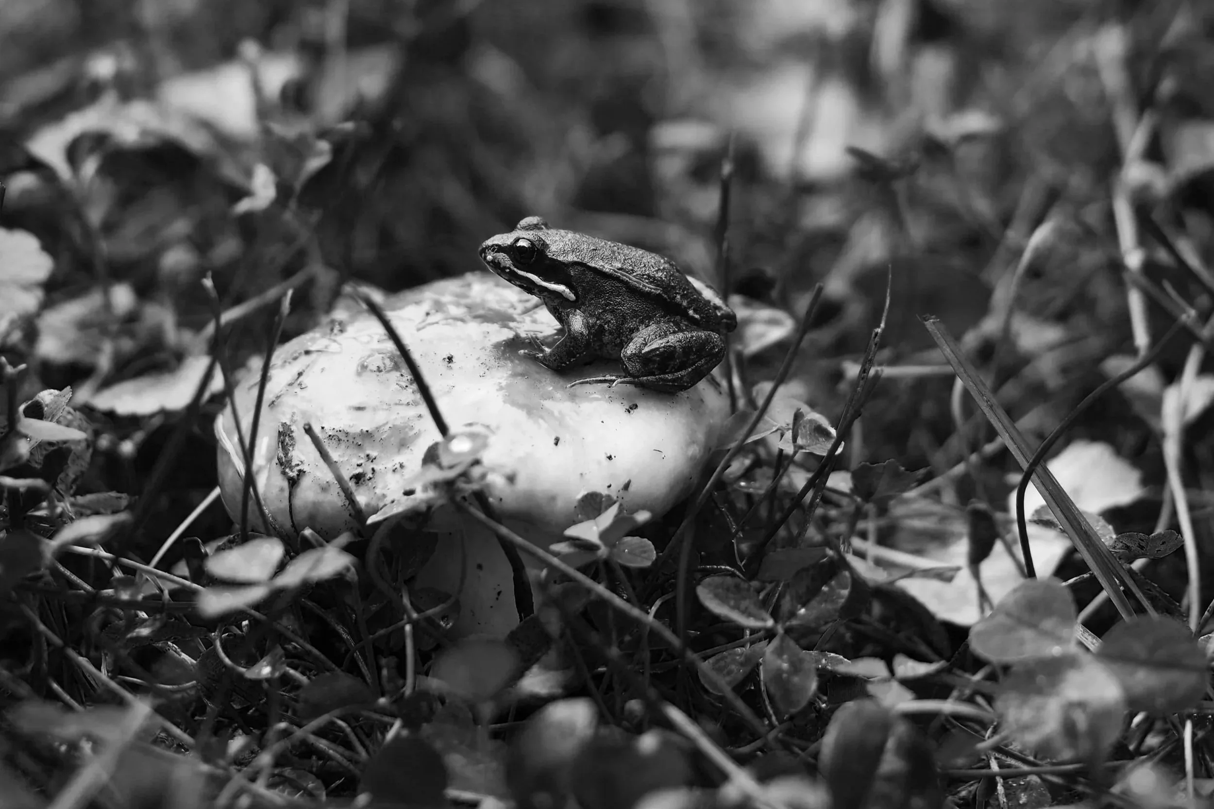 A small frog perched on a mushroom among grass and leaves in black and white.